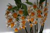 Den. Thyrsifolium (TEN SHIN GARDENS)март 15